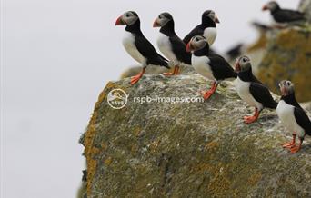 Puffins