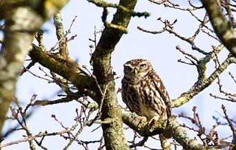 Little Owl