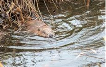 Beaver