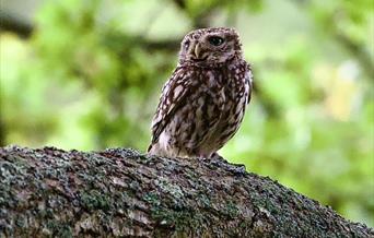 Little Owl