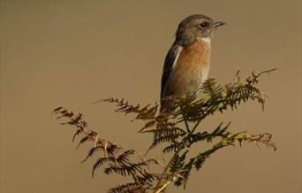 Stonechat