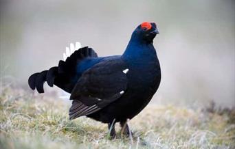 Black Grouse