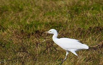 Cattle Egret