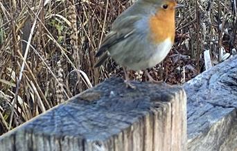 Robin