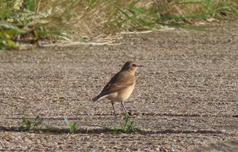 Wheatear