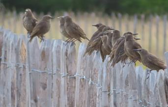 Starlings