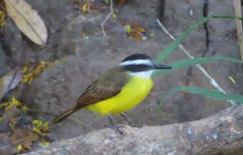 Kiskadee