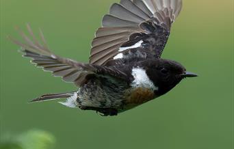 Stonechat