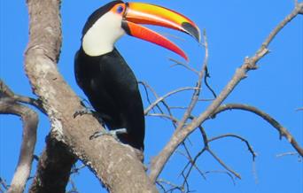 Toucan