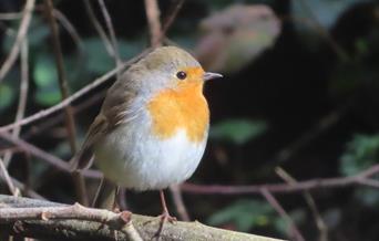 Robin