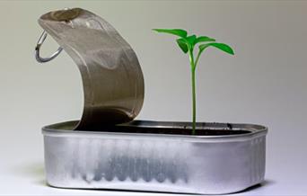 Small green seedling sprouting from a tin can
