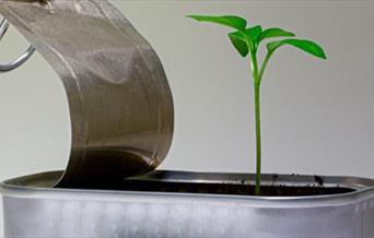 Seedling growing out of a small tin