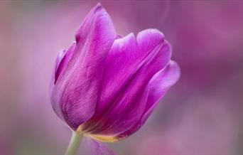 International Garden Photographer of the Year: Exhibition 19
