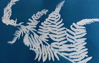 A cyan blue image of a sun-printed fern which has left a white imprint on paper