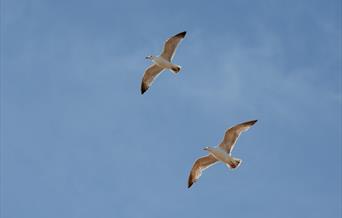 Jackie-Rado - Wildlife Photography: Birds in Movement