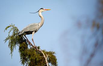 Jackie Rado - Wildlife Photography: Composition in Wildlife