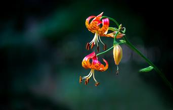 Jackie Rado - Wildlife Photography