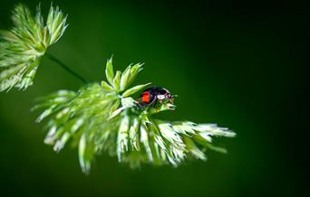 Jackie Rado - Macro photography