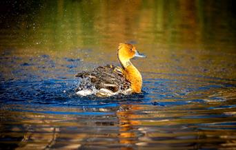 Jackie Rado - Wildlife Photography: Sharp Focus