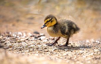 Jackie Rado - Wildlife Photography