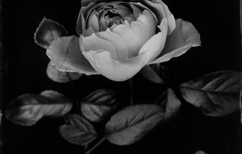 Rose Jo de Banzie