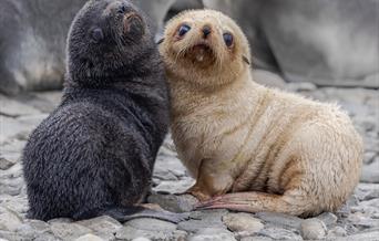 Seal Pups