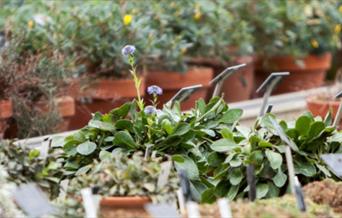 Plant propagation
