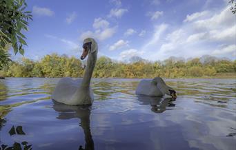 Swans on the reservoir