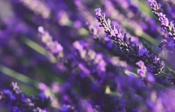 Lavender 
