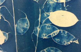 Cyanotype Sunprinting