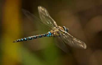 Male migrant hawker dragonfly