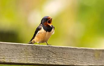 May Spring Bird Song