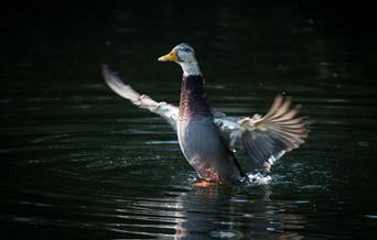 Mottle duck shaking wings