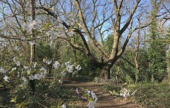 Oak tree and flowering shrub