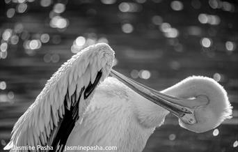 Photography in Nature Workshop - *Image © Jasmine Pasha