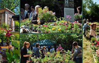 Plant Sale 2022