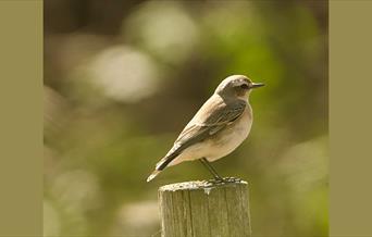 Wheatear