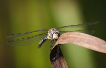 Dragonfly Week - WWT