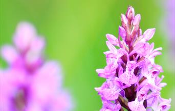 wildflower walk - wwt