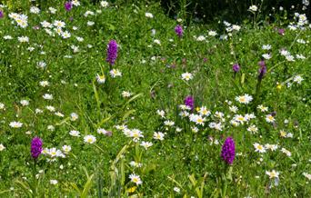 wildflower walk - wwt