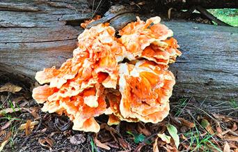 Chicken of the Woods