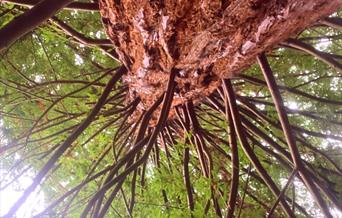 Redwood
