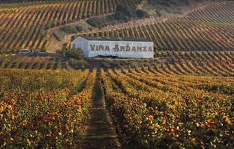 Vineyard