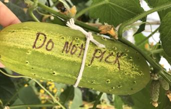 Large cucumber on the vine with the words 'Do not pick' hand-written on it