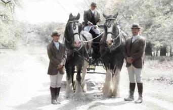 Shire Horses