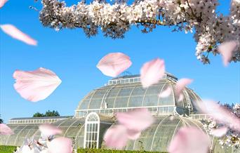Sound of blossom