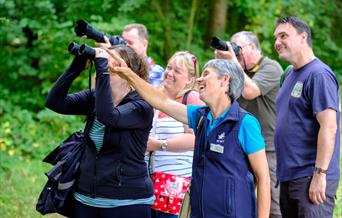 Summer Bird Watching Highlights