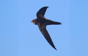 A flying swift
