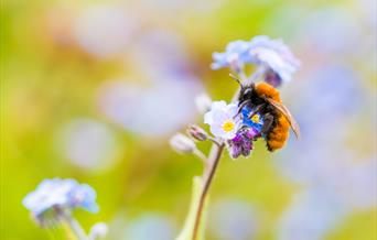 Tawny Mining Bee by Will Hawkes