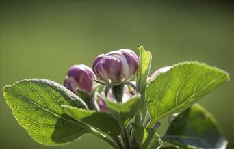 Apple tree flowers, photo by Andrew Wilson